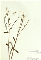 法國菊藏品圖，第1張